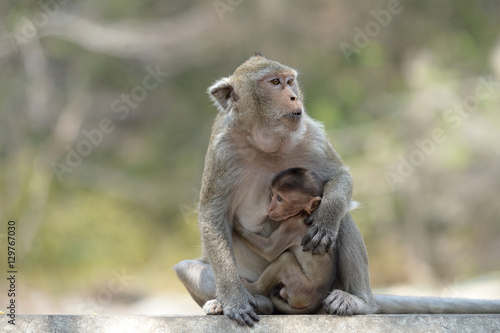 monkey with family © anake