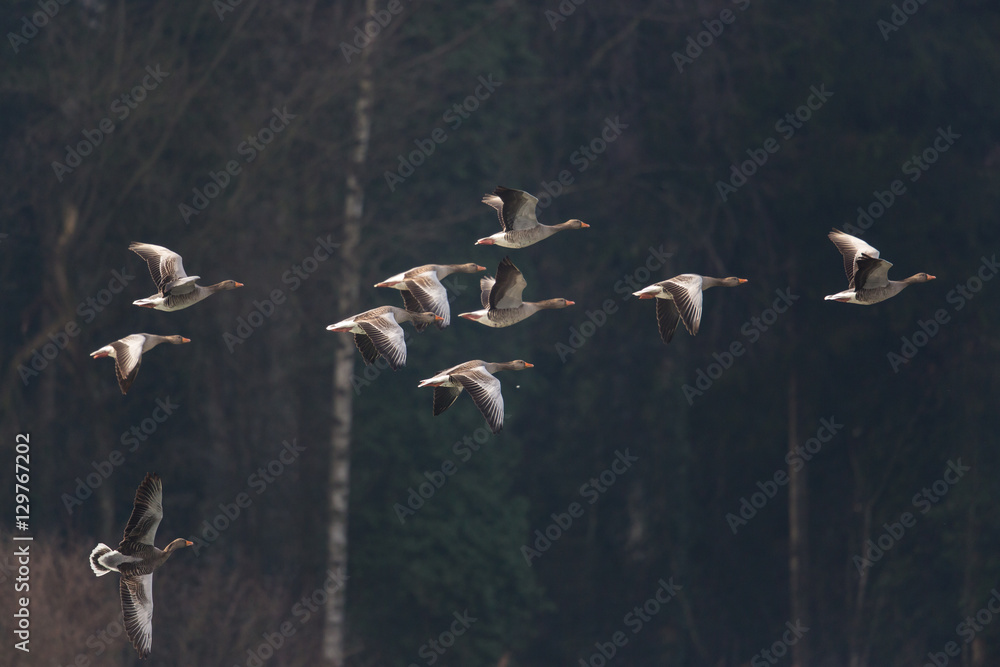 Several grey gooses (anser anser) flying