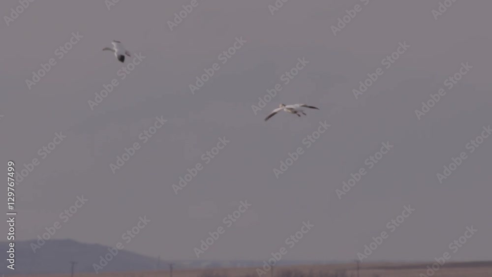 Slow motion - snow goose cups wings to land in sunlit flock of geese Slow motion - snow goose cups wings to land in sunlit flock of geese