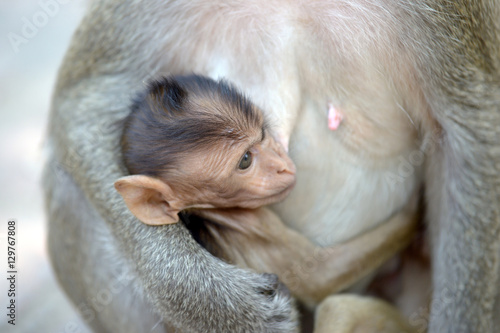 monkey with family