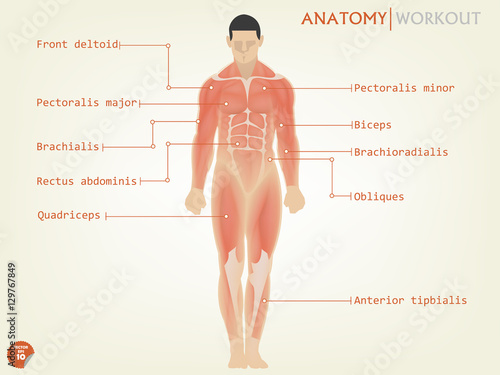 beautiful design of human anatomy front side with description
