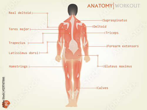 beautiful design of human anatomy back side with description

