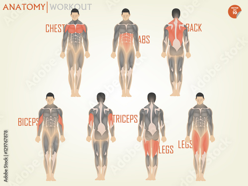 beautiful design of anatomy for working out at the gym consist of chest,ABS,back,biceps,triceps and legs,body building concept
