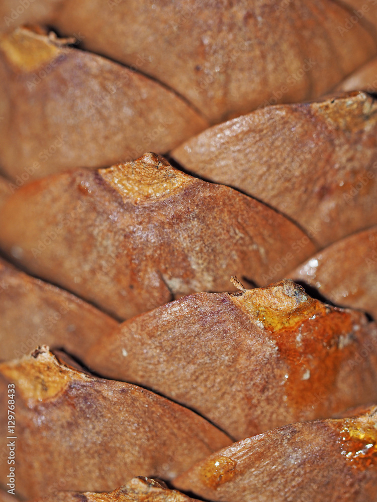 Closeup view of a cedar cones husk, texture of cones
