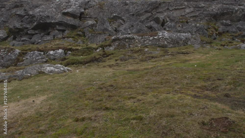 Arctic Fox Puppies Playing in Rocks - Wide and Up Arctic Fox Puppies Playing in Rocks - Wide and Up