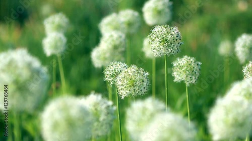 Beautiful White Allium circular globe shaped flowers blow in the wind photo