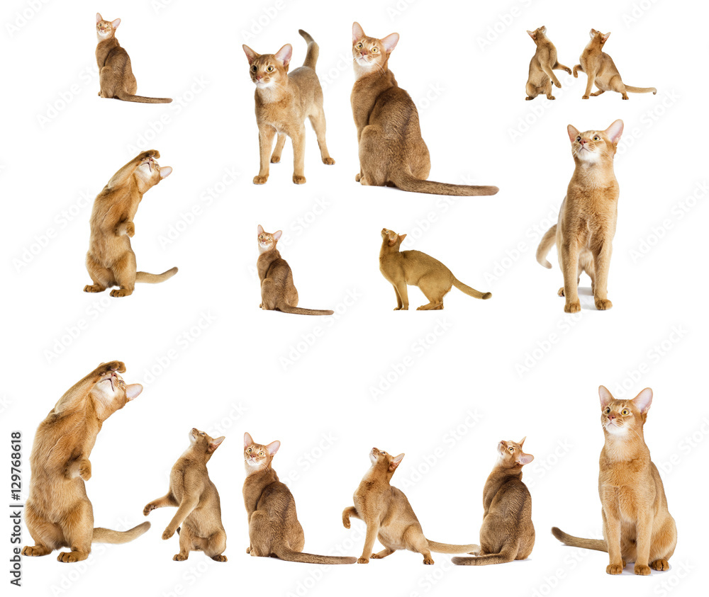 Fototapeta premium red cat looking at a white background