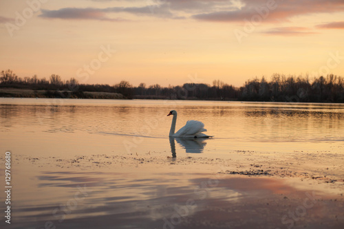 Fototapeta Naklejka Na Ścianę i Meble -  White swan floating on the water during lovely summer sunset (Sh