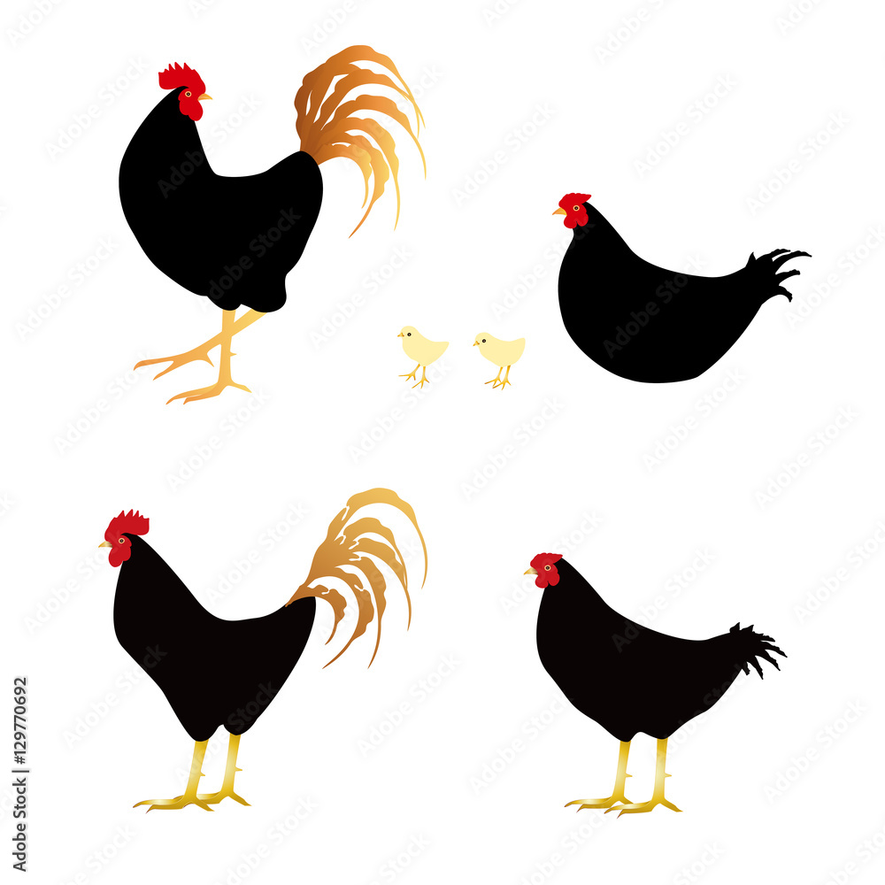 黒い鶏とひよこ イラストセット Stock Illustration Adobe Stock