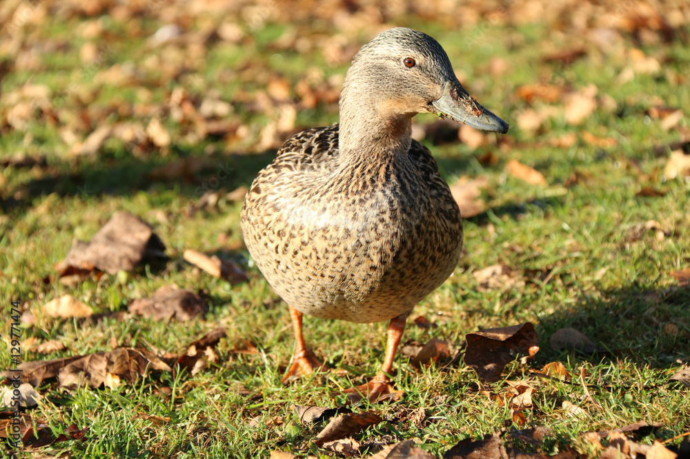 Obraz premium duck
