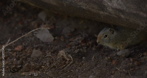 Gopher nervously flits back under log and out on dirt to watch wearily photo