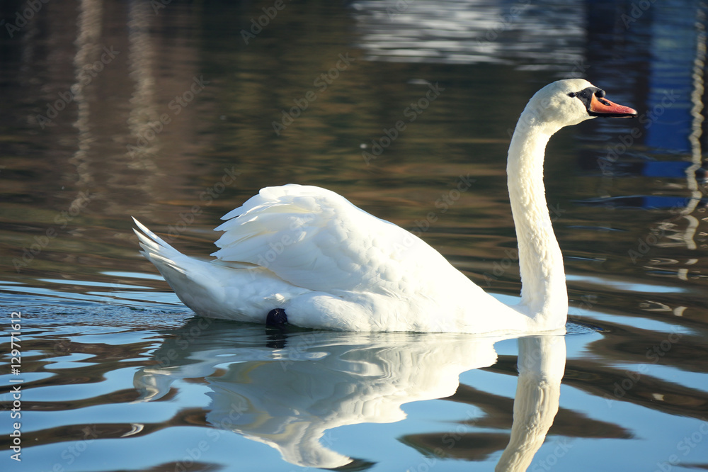 Fototapeta premium swan
