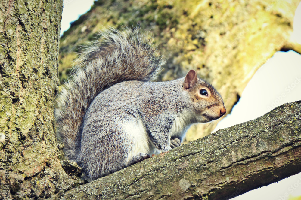 Fototapeta premium squirrel