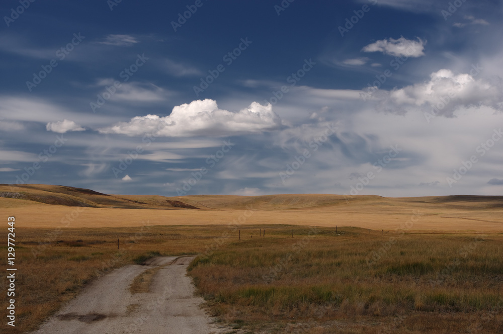 Road path on a desert wild mountain plateau with the orange yellow dry grass at the background of the hills under a blue sky with white clouds, Plateau Ukok, Altai mountains, Siberia, Russia