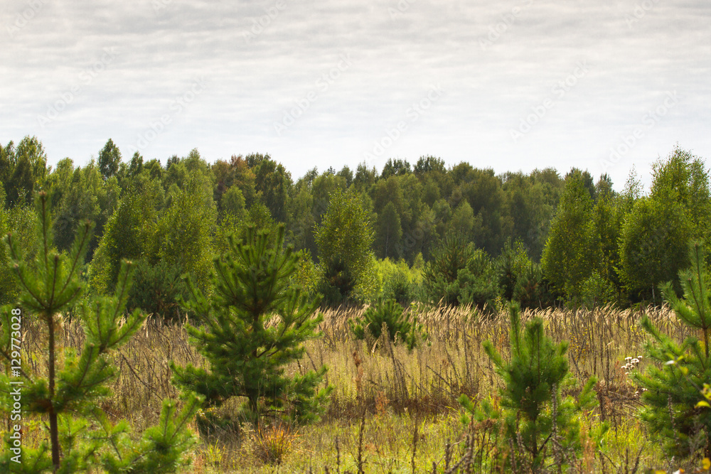 Autumn landscape deciduous trees. Climax, stable ecosystem, purity of nature, Sumy region, Ukraine, net area. Sustainable Autumn landscape deciduous trees. Climax, stable ecosystem, purity of nature, Sumy region, Ukraine, net area. Sustainable
