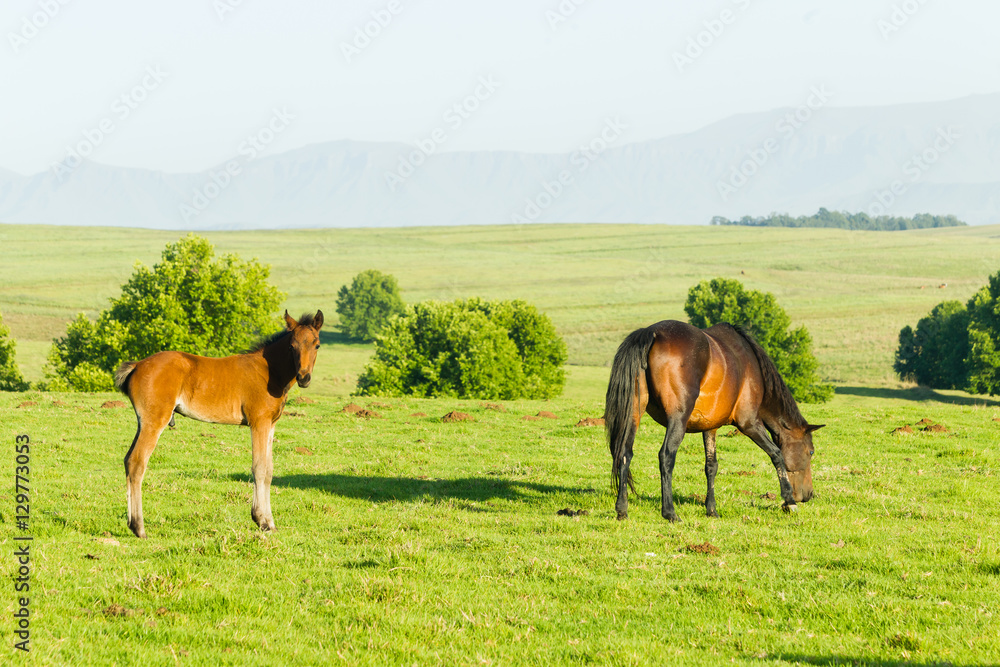 Horses Newborn Foal farmlands scenic mountain landscape. Horses Newborn Foal farmlands scenic mountain landscape.
