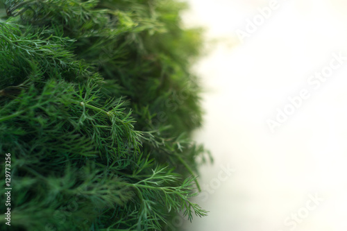 Bunch of dill on white background