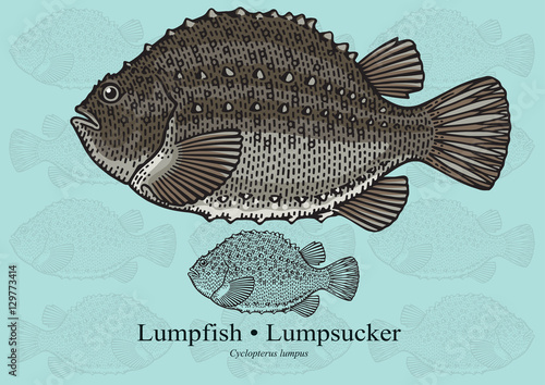 Lumpfish, Lumpsucker. Vector illustration for artwork in small sizes. Suitable for graphic and packaging design, educational examples, web, etc.