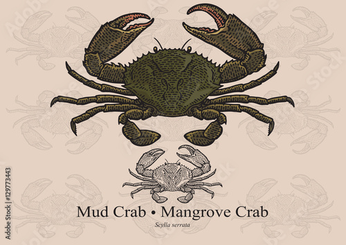 Mud Crab, Mangrove Crab, Black Crab. Vector illustration for artwork in small sizes. Suitable for graphic and packaging design, educational examples, web, etc.