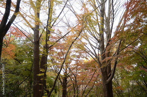 獅子舞の紅葉 晩秋