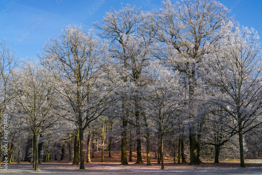 Winterliche Landschaft am Morgen, eine Baumgruppe im Park, die mit leichtem Schnee und Raureif bedeckt ist, die ersten Sonnenstrahlen fallen in die Mitte der Gruppe und leuchten goldgelb