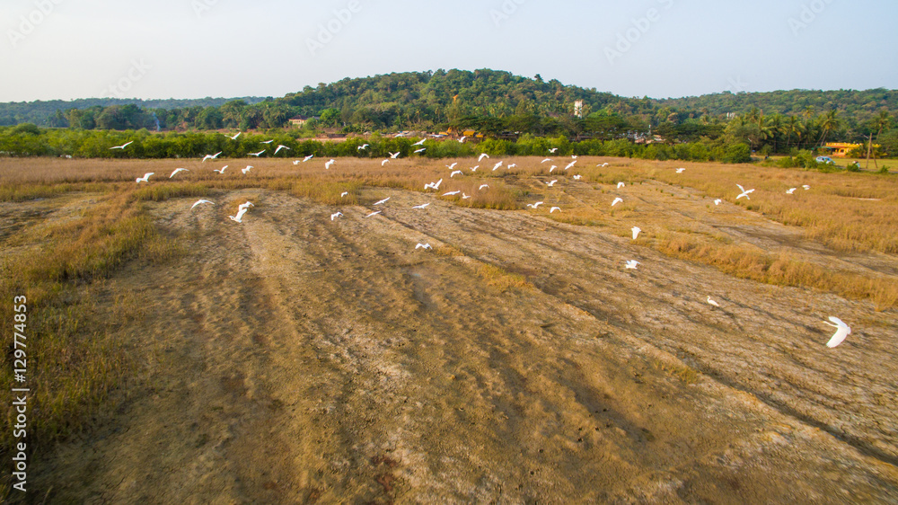 Obraz premium Flight over soaring herons at sunset