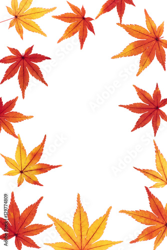 紅葉したカエデのフレーム 秋のフレーム