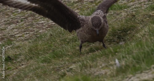 Pomarine Jaeger Lands on Slope and Walks to Nest photo