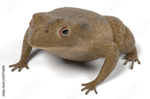 realistic 3d render of toad - bufo bufo