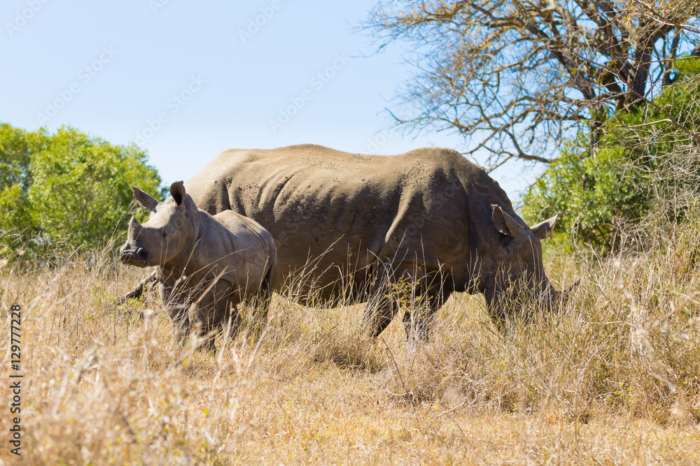 White rhinoceros with puppy, South Africa White rhinoceros with puppy, South Africa