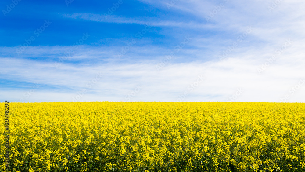 Rapeseed fields along the road to Franschhoek, South Africa