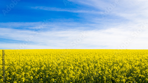 Rapeseed fields along the road to Franschhoek  South Africa