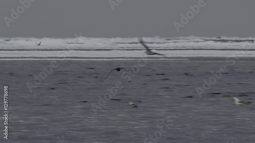 Slow motion sea birds flying over choppy icy ocean photo