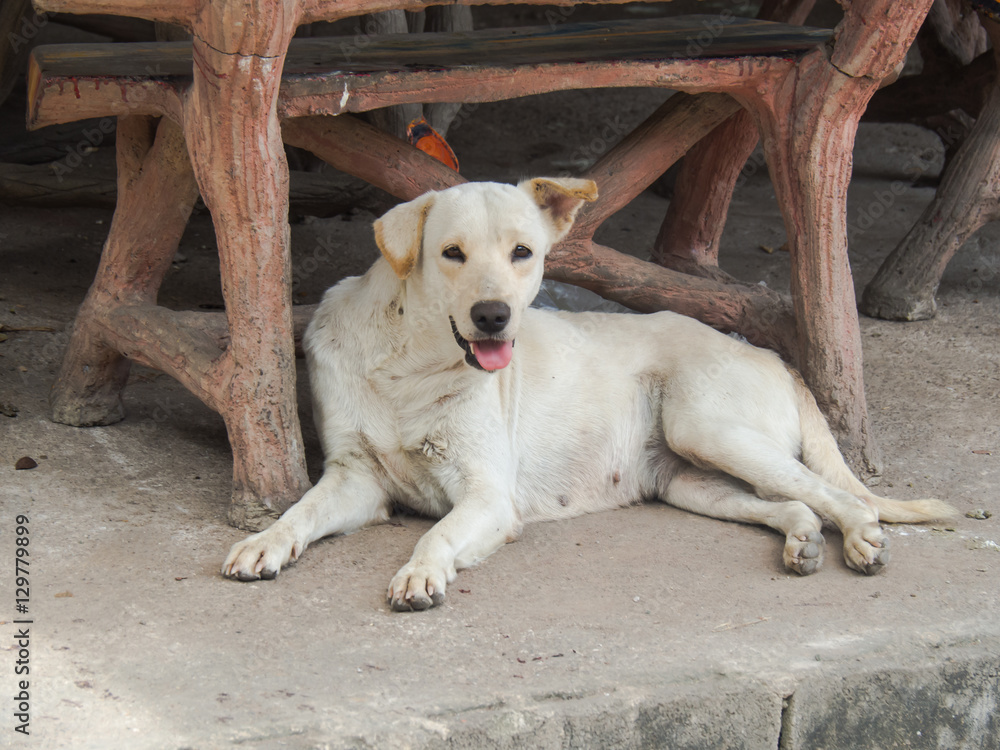 The stray dog is stay beside the street. The stray dog is stay beside the street.