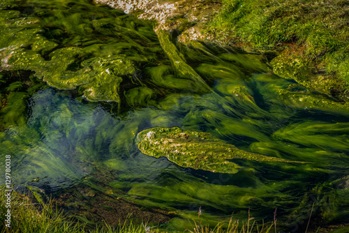 Algae in the hot spring of Landmannalaugar  Iceland