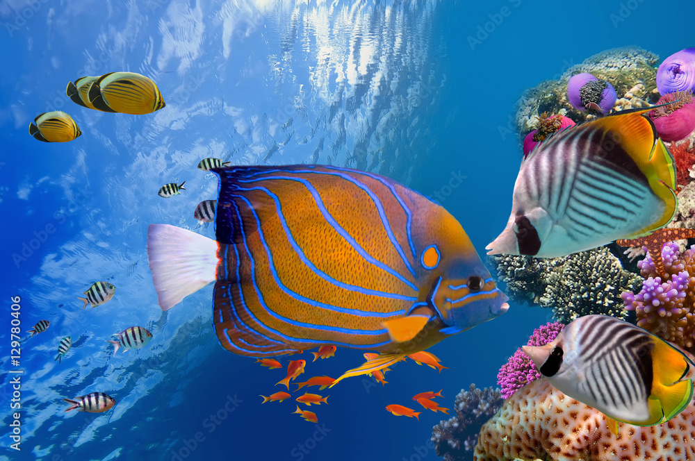 Naklejka premium Cudowny i piękny podwodny świat z koralowcami