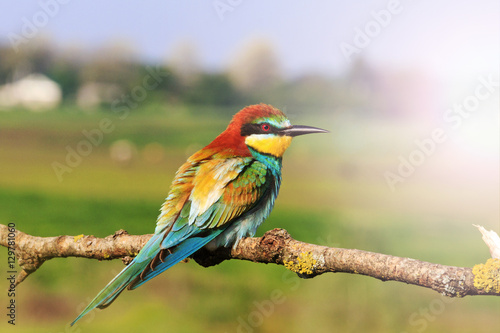 colored bird Merops apiaster sitting on a branch background of meadow