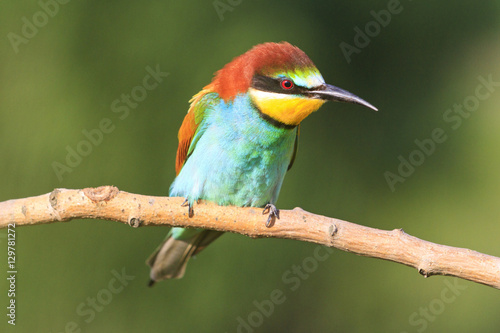 Merops apiaster shining colors sitting on a branch green background