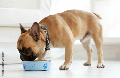 Cute dog eating food