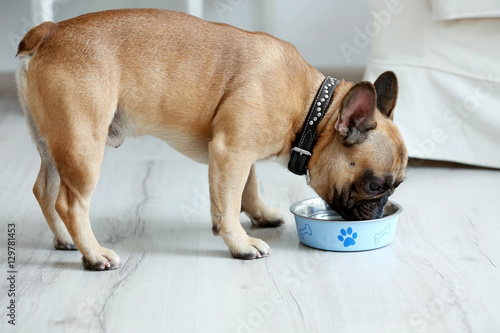 Cute dog eating food