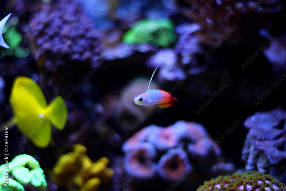 Firefish (Nemateleotris magnifica) Firefish (Nemateleotris magnifica)