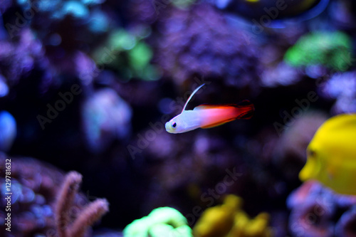 Firefish (Nemateleotris magnifica) photo