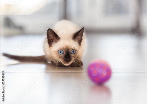 Old style seal point female Siamese kitten plays with the ball.