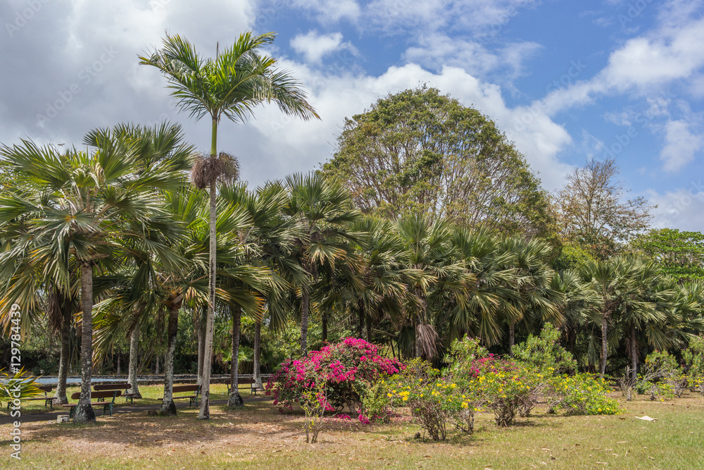 Pamplemousses botanical garden, Mauritius