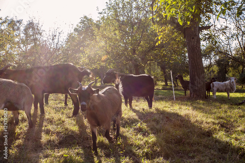 Domestic goats grazing in the sunset farm