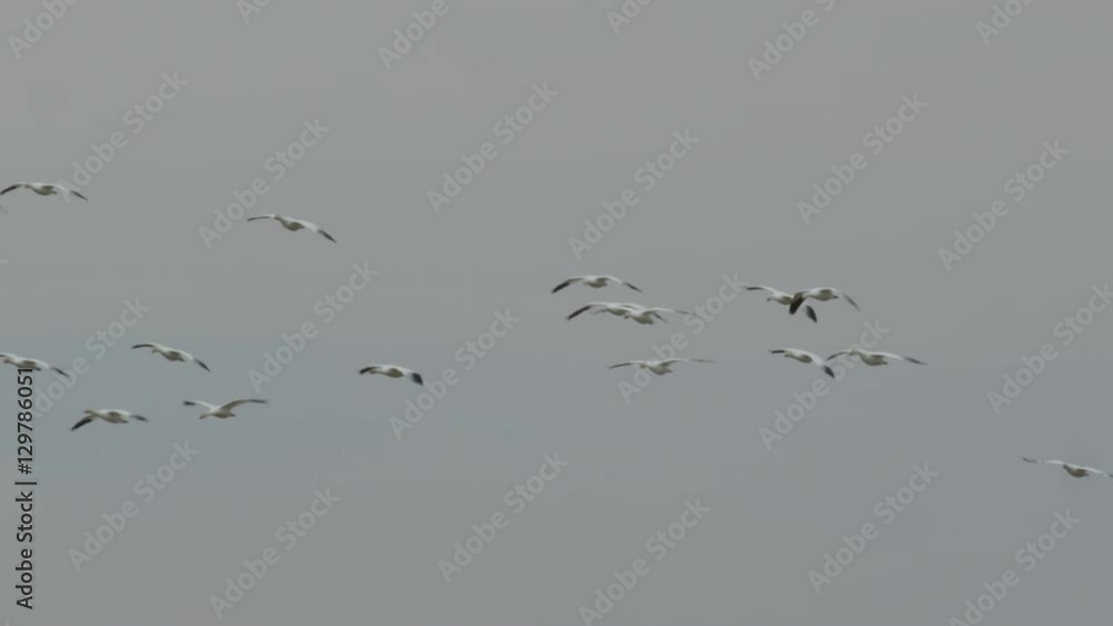 Slow motion - snow geese glide down and hover over marsh and land Slow motion - snow geese glide down and hover over marsh and land