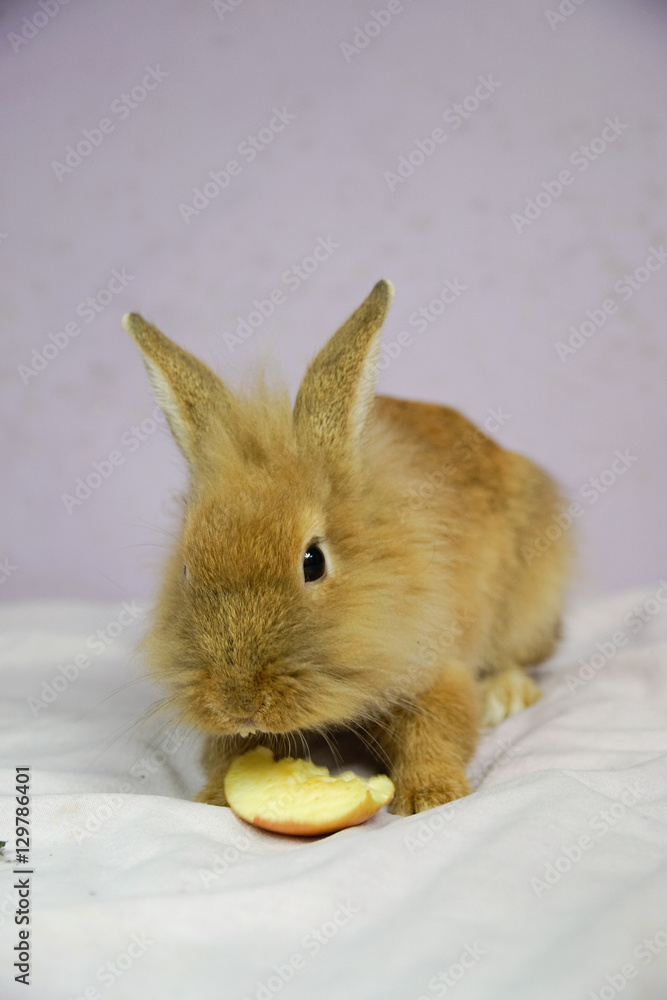Fototapeta premium Królik i jabłko