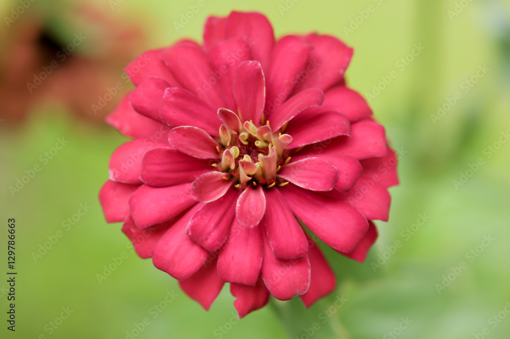 Blossom red flower on blurry background for design card Blossom red flower on blurry background for design card