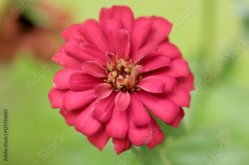 Blossom red flower on blurry background for design card