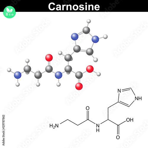 Carnosine natural peptide -  antioxidant molecule